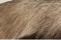 photo texture of fur 0009